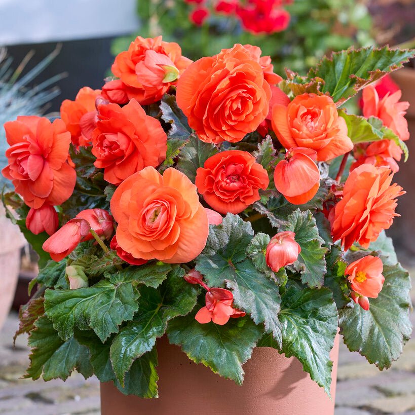Begonia Non - Stop Orange - Begonias - Fluwel