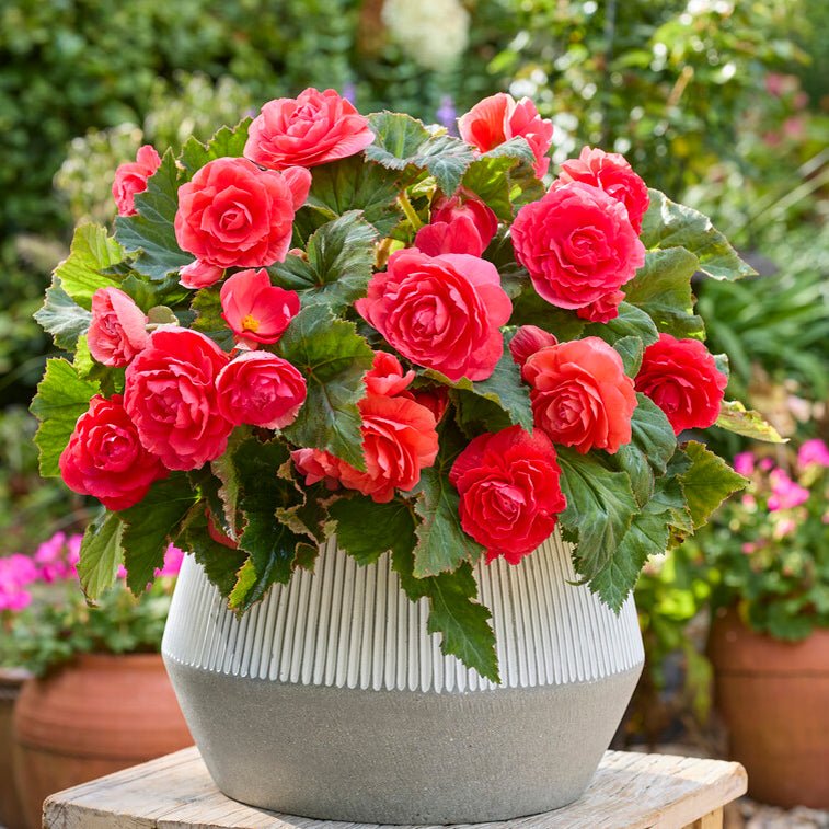 Begonia Non - Stop Pink - Begonias - Fluwel