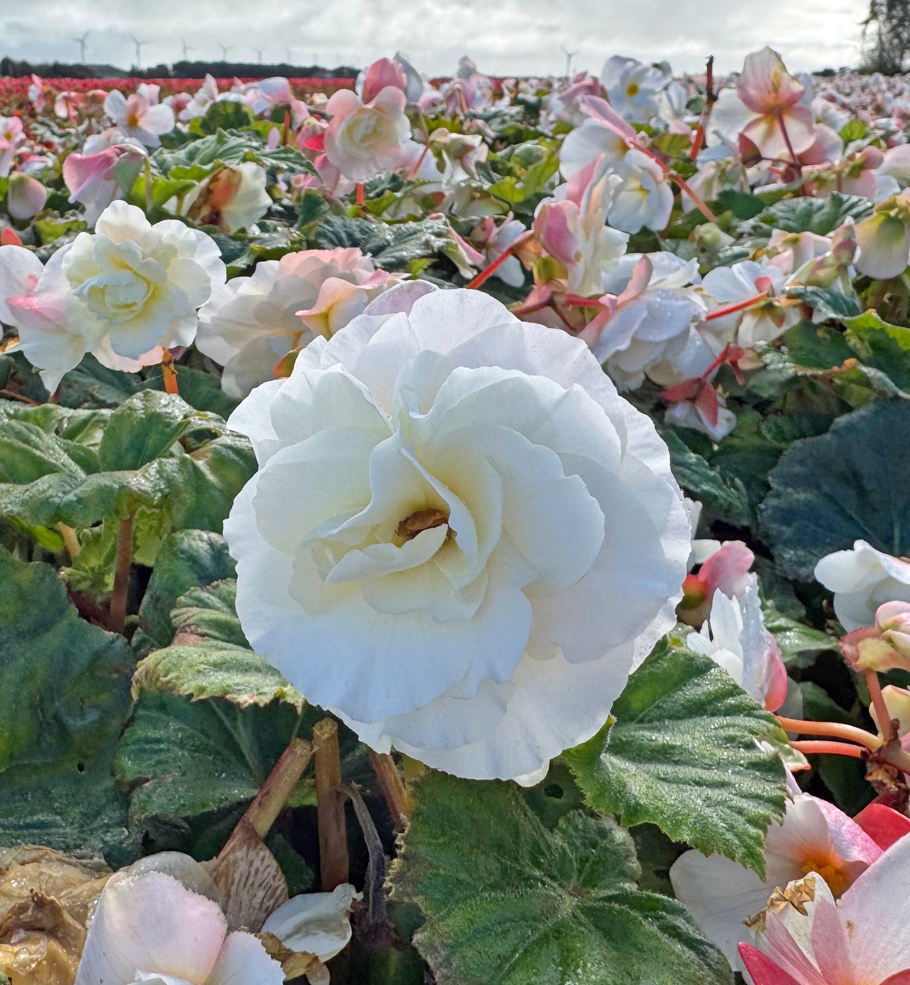 Begonia 'Non-Stop White' Knollen kaufen