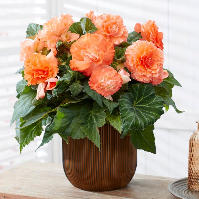 Begonia Ruffled Salmon - Begonias - Fluwel