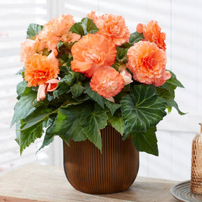 Begonia Ruffled Salmon - Begonias - Fluwel