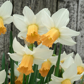 Bell Fly - Special Narcissus - Fluwel