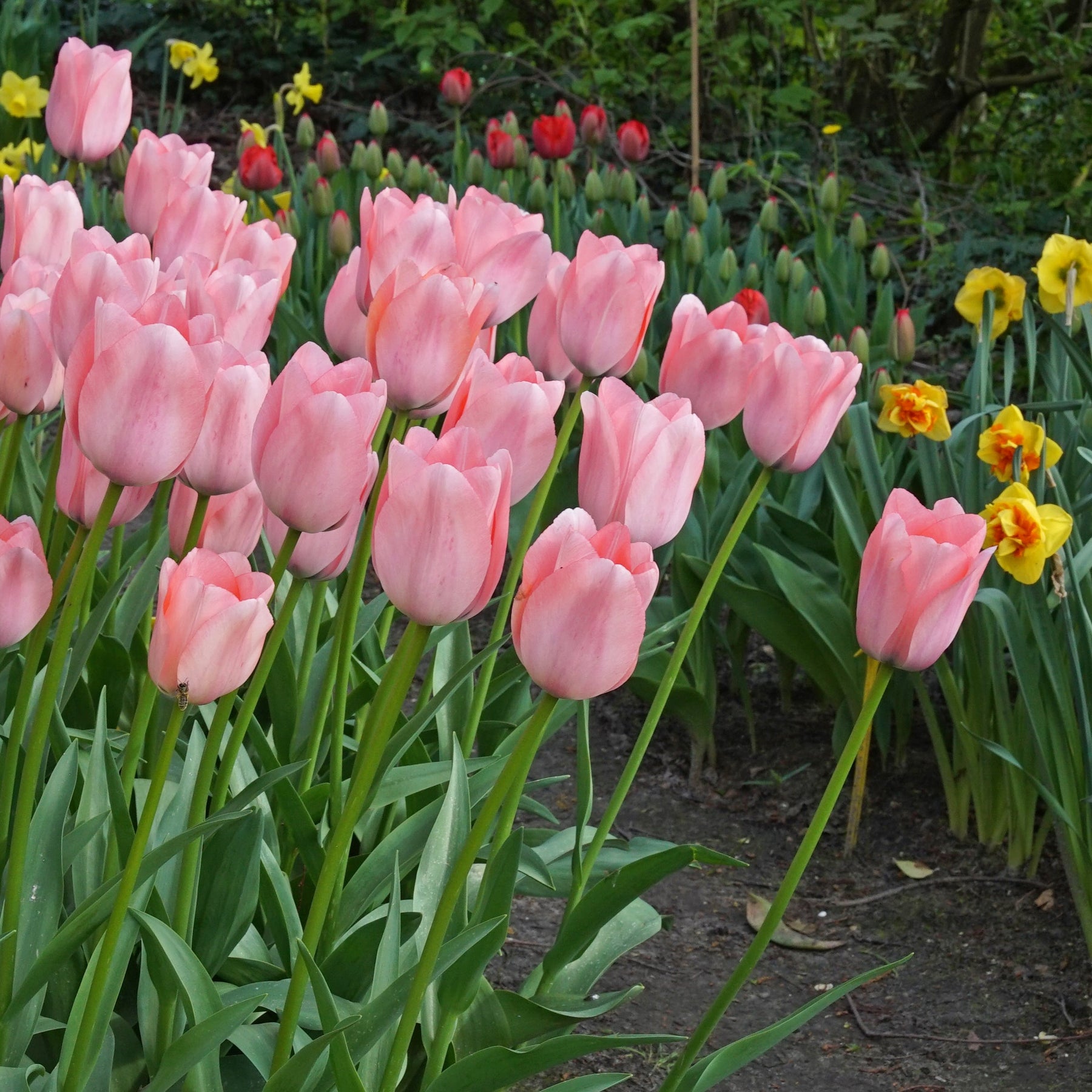 Bella Blush - Tulips - Fluwel