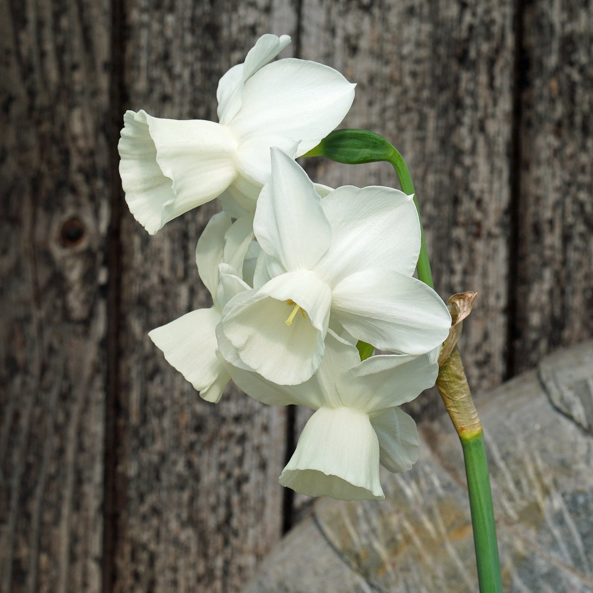 Belleza - Special Narcissus - Fluwel