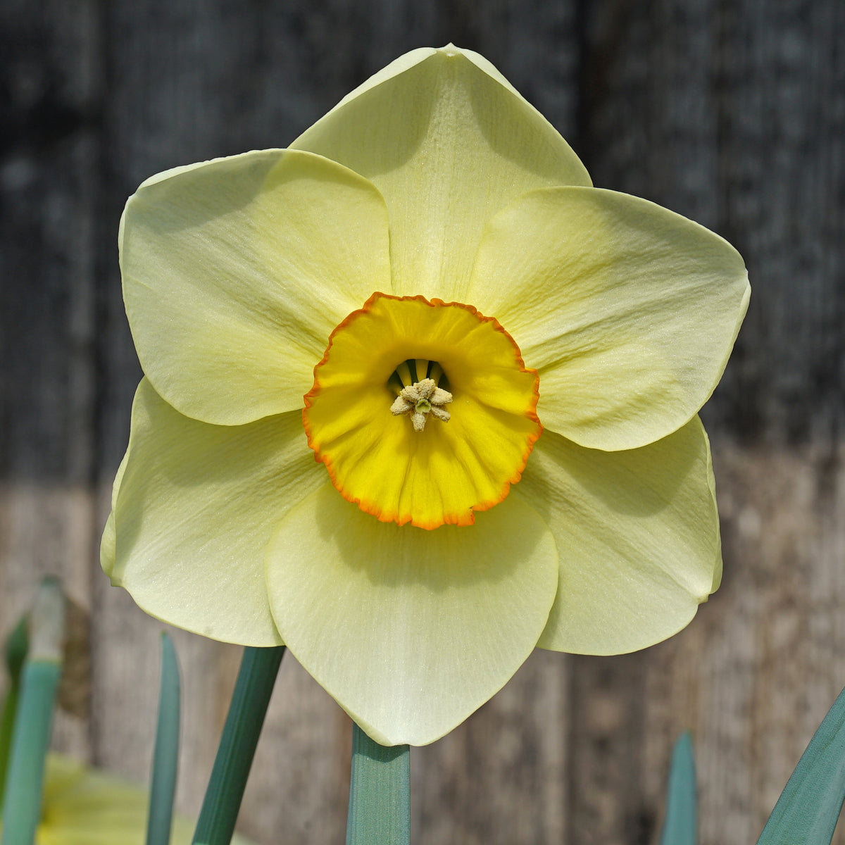 Best Friend - geel-oranje Small-cupped narcis - Fluwel