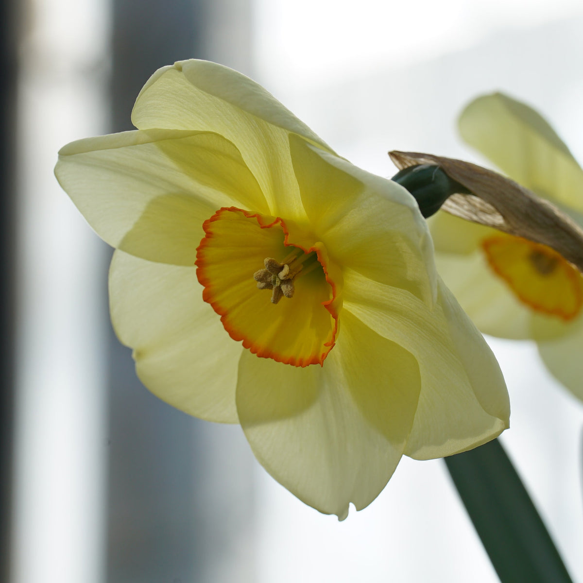 Best Friend - geel-oranje Small-cupped narcis - Fluwel