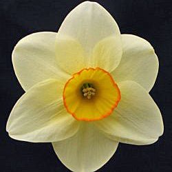 Best Friend - geel-oranje Small-cupped narcis - Fluwel