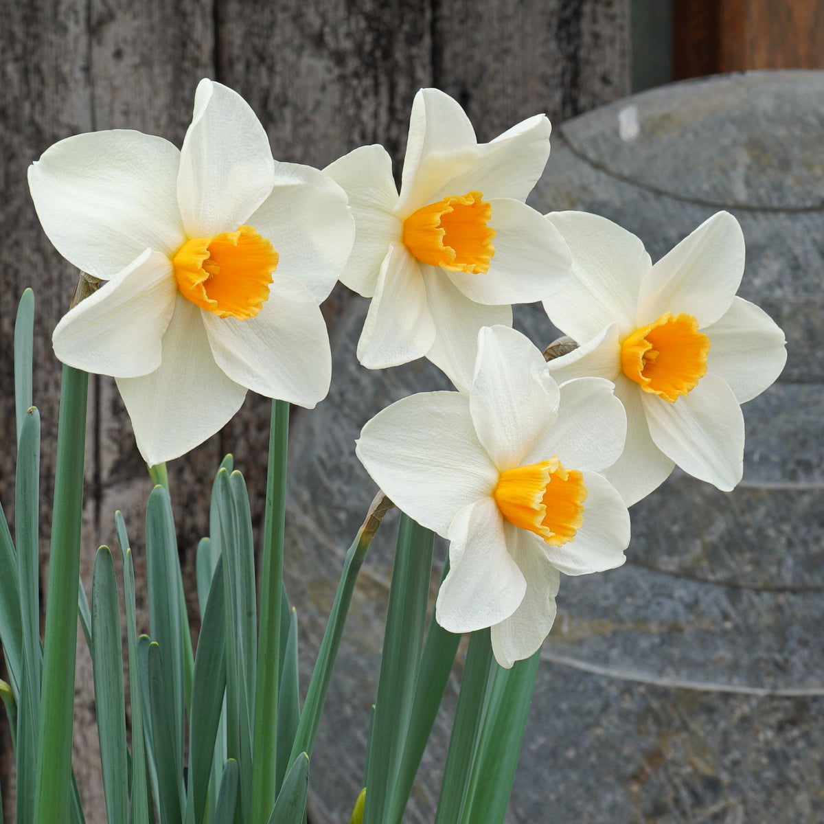 Bestie - wit-oranje-rode Large-cupped narcis - Fluwel