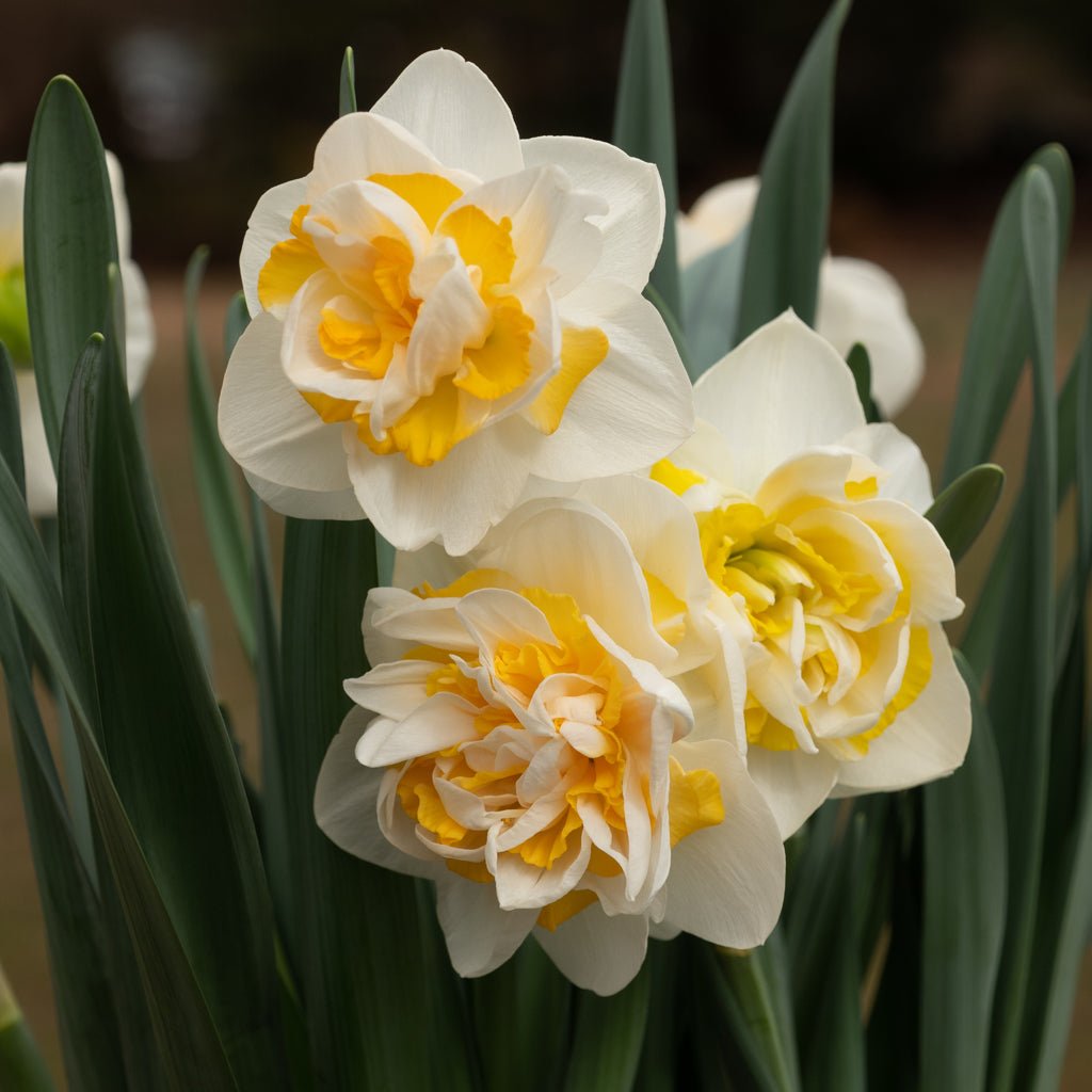 Big Girl - wit-gele Double narcis - Fluwel