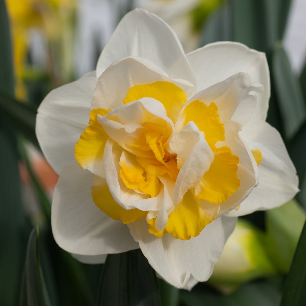 Big Girl - wit-gele Double narcis - Fluwel