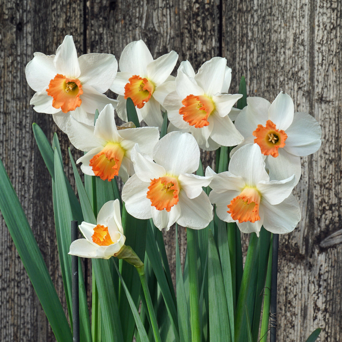 Bilbo - Special Narcissus - Fluwel