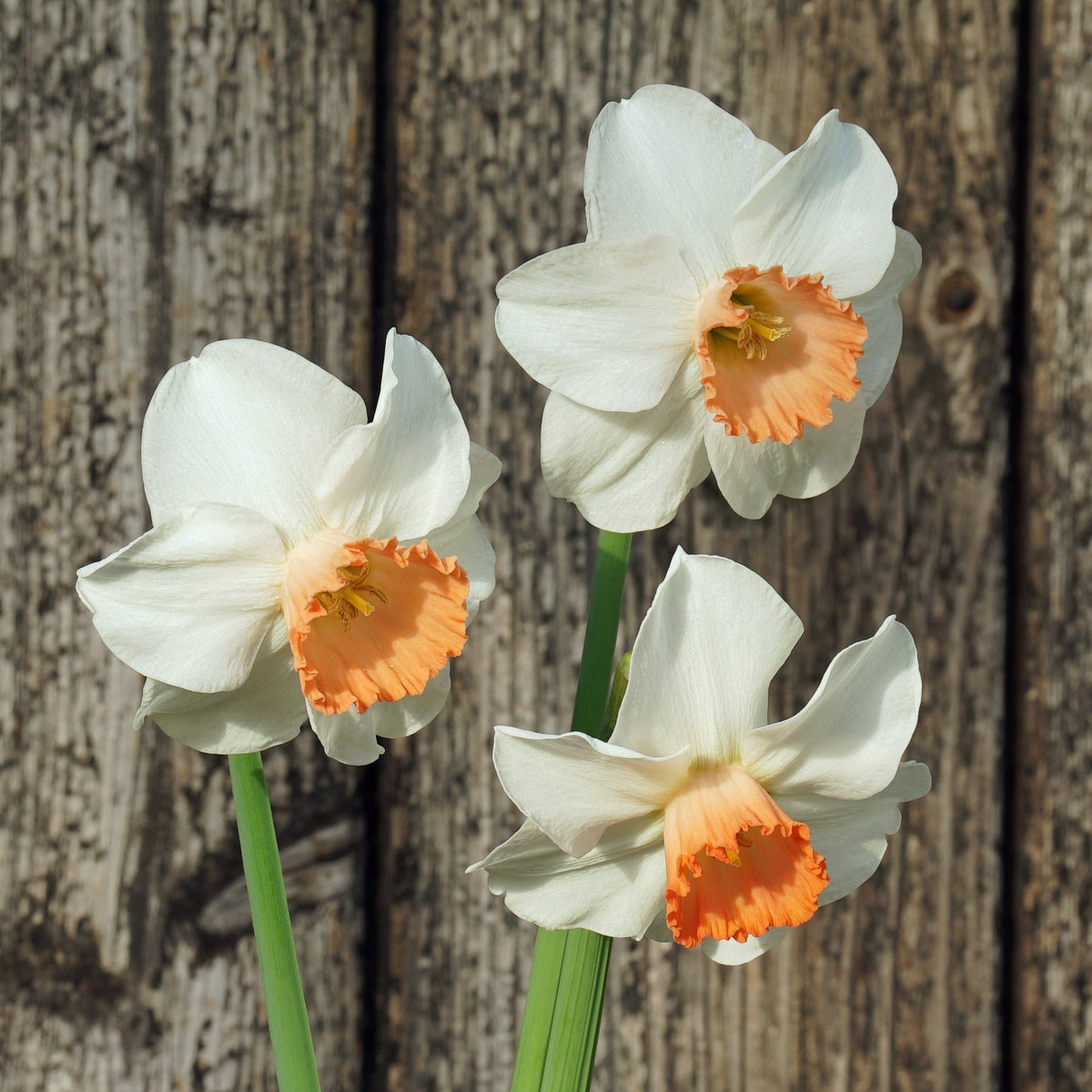 Bilbo - Special Narcissus - Fluwel