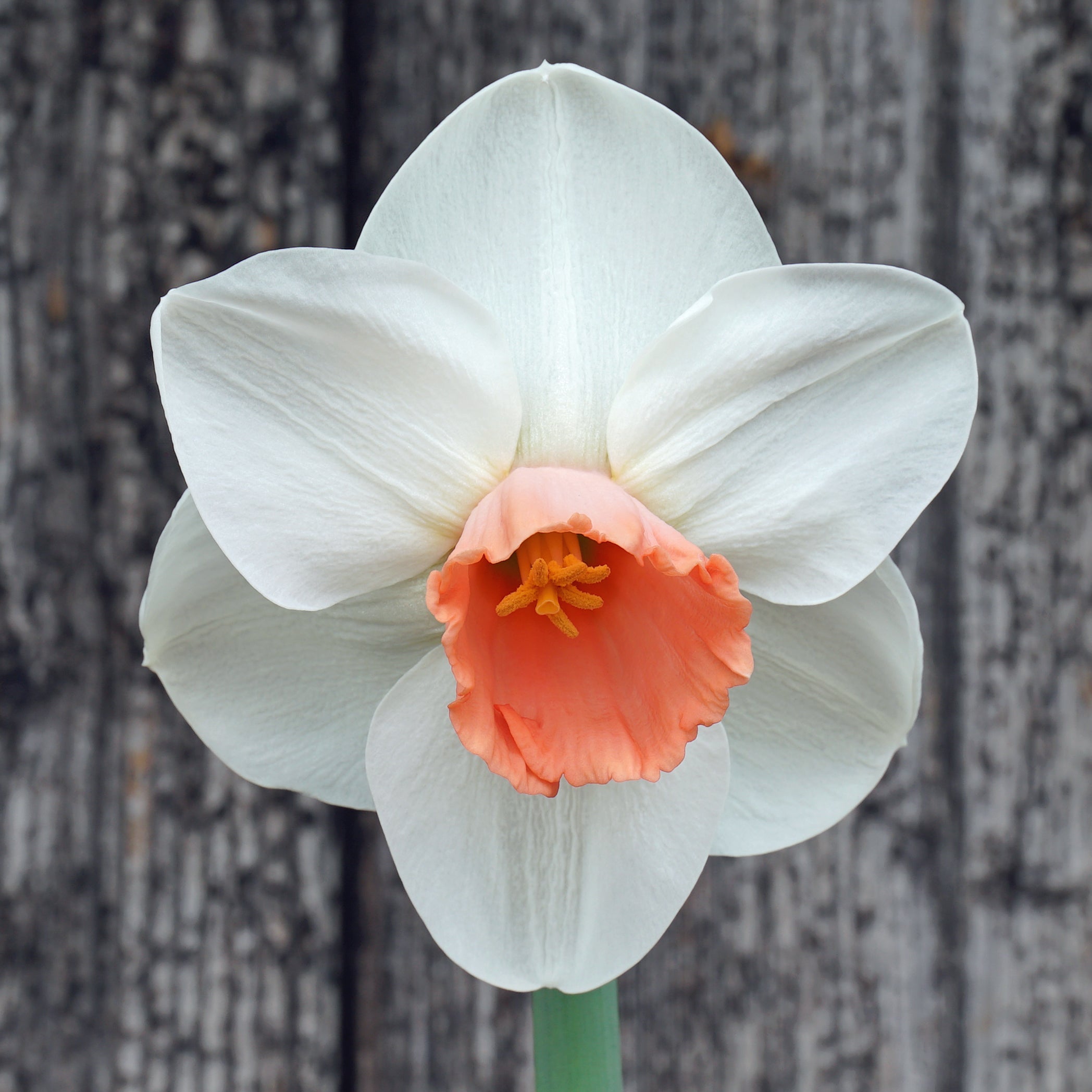 Birky - Large-cupped narcis - Fluwel