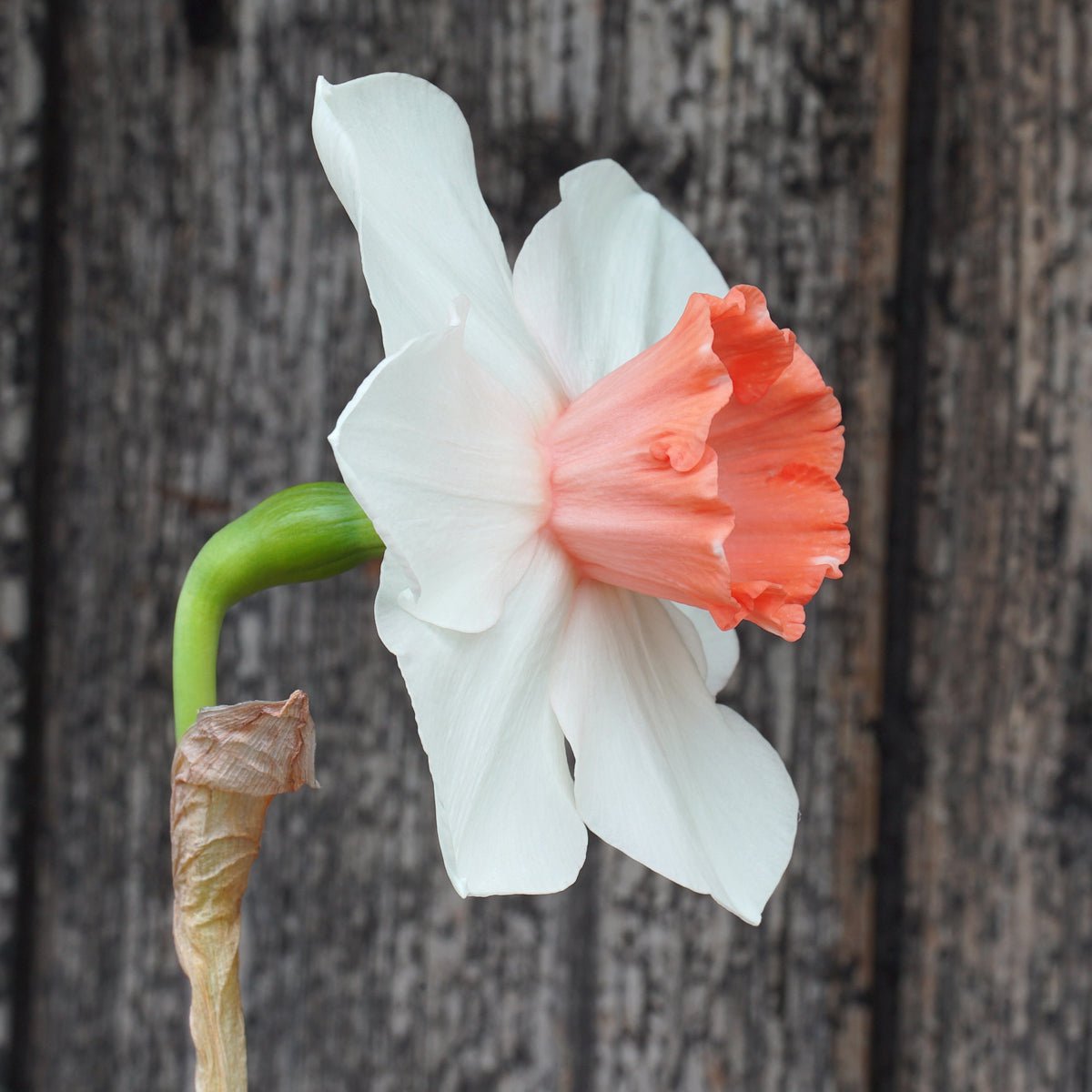 Birky - Large-cupped narcis - Fluwel