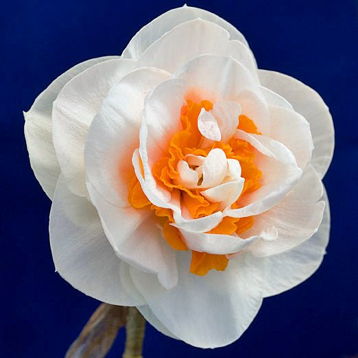 Blossom Lady - wit-oranje Double narcis - Fluwel