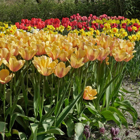 Blushing Impression - Tulips - Fluwel