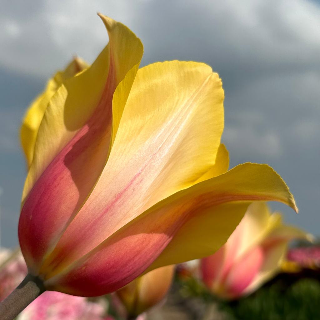Blushing Lady - Tulips - Fluwel
