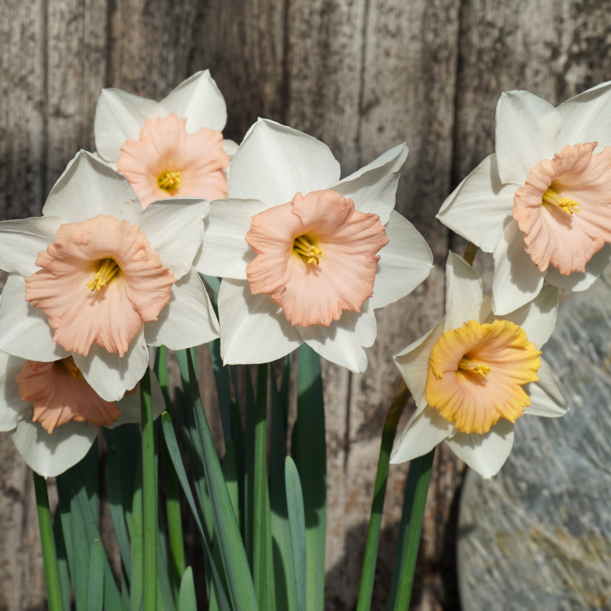Bold Pink - Large-cupped narcis - Fluwel