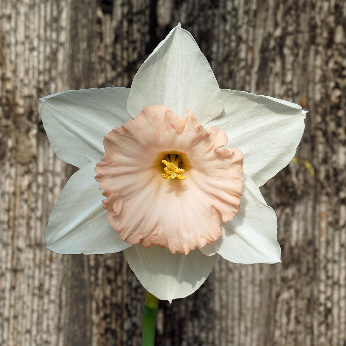 Bold Pink - Special Narcissus - Fluwel