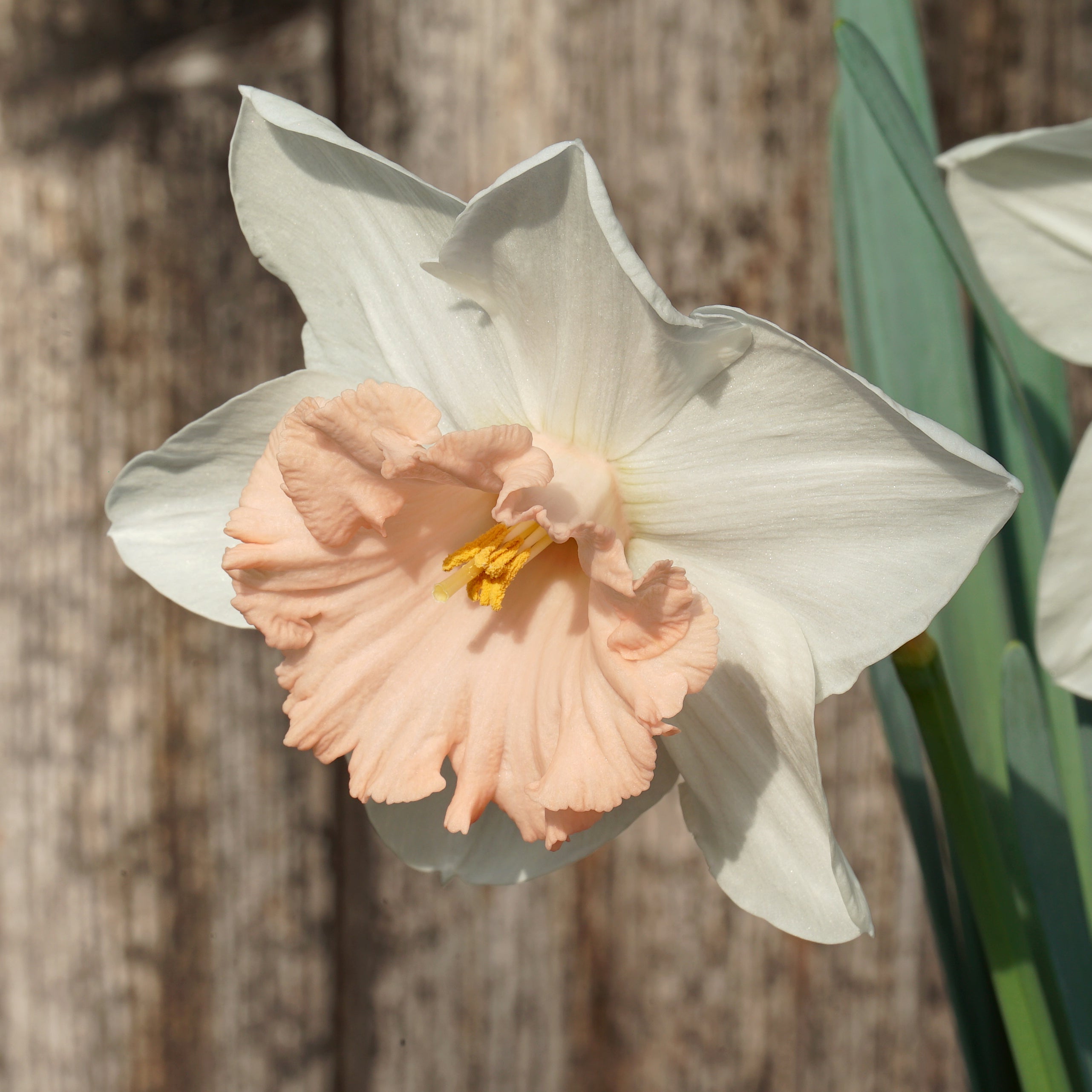 Bold Pink - Large-cupped narcis - Fluwel