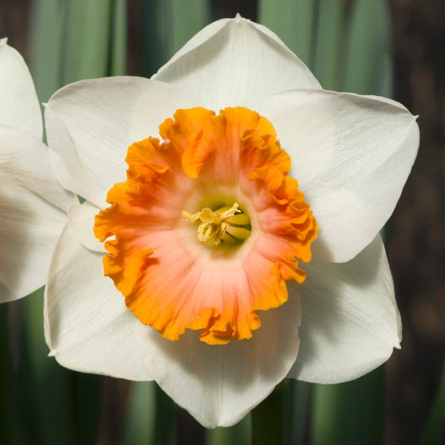 Bologna - Large-cupped narcis - Fluwel