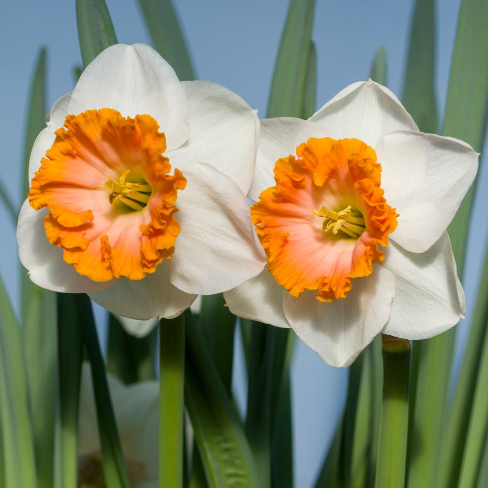 Bologna - Large-cupped narcis - Fluwel