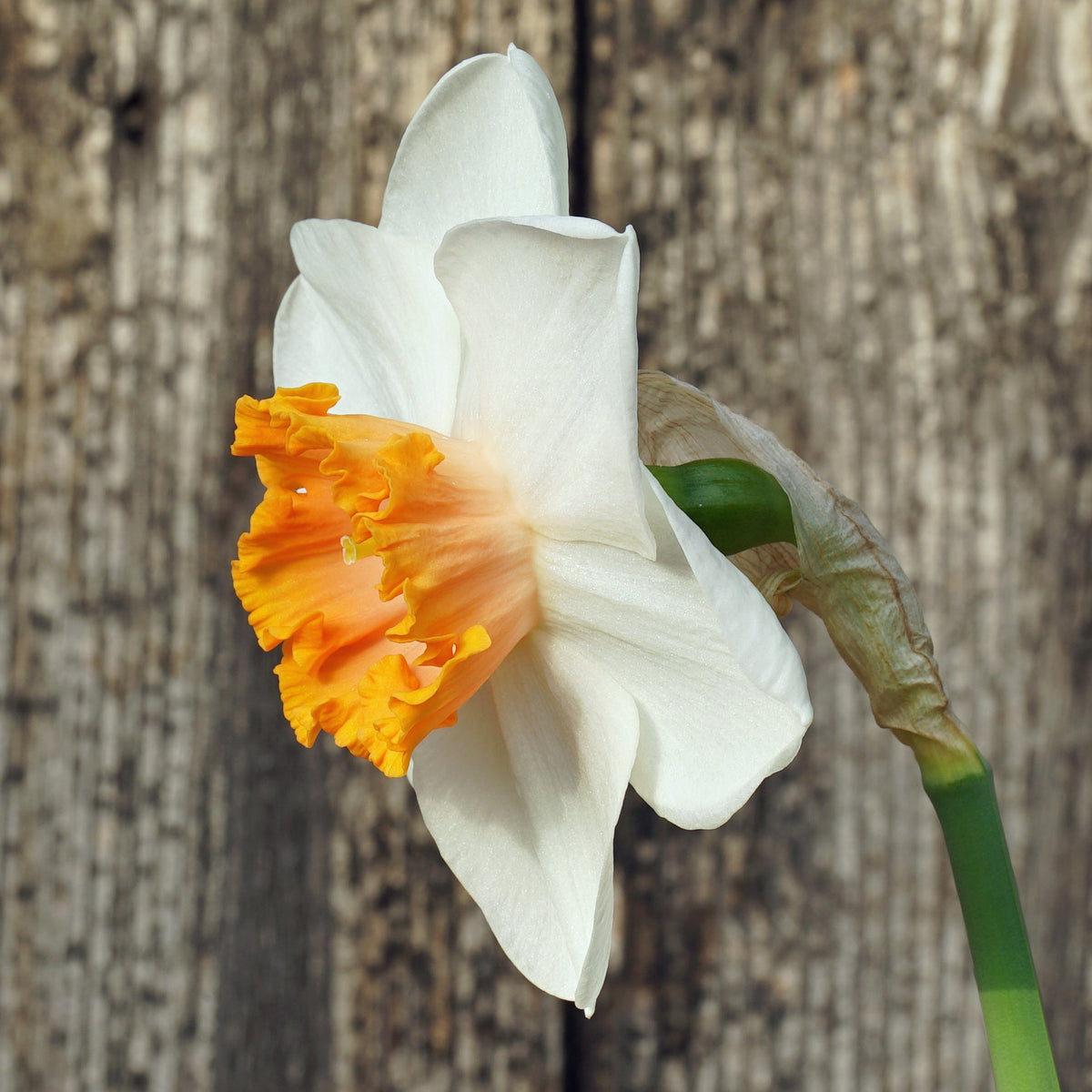 Bologna - Special Narcissus - Fluwel