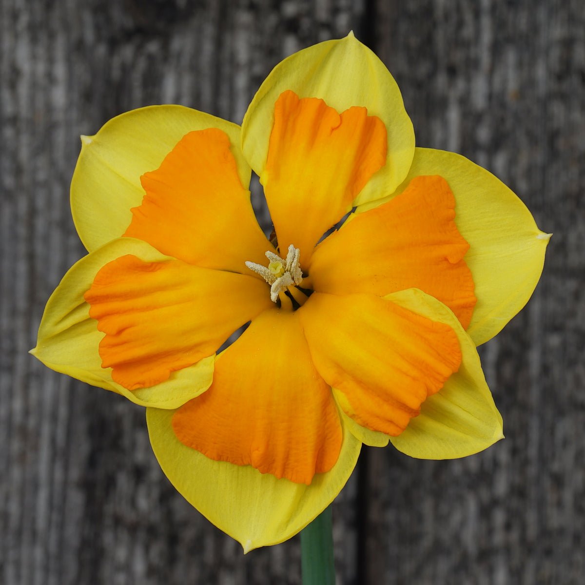 Boslowick - Special Narcissus - Fluwel