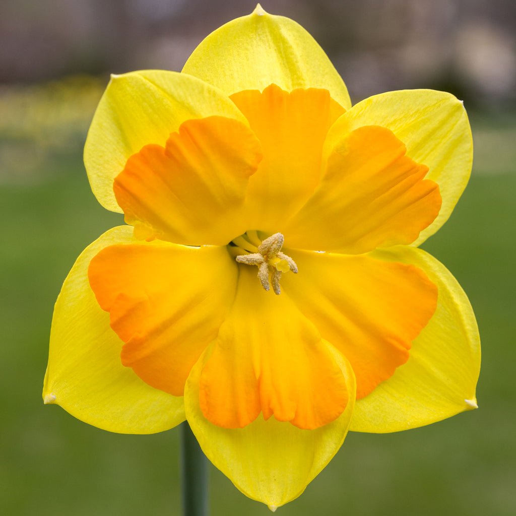 Boslowick - geel-oranje Split-cupped narcis - Fluwel