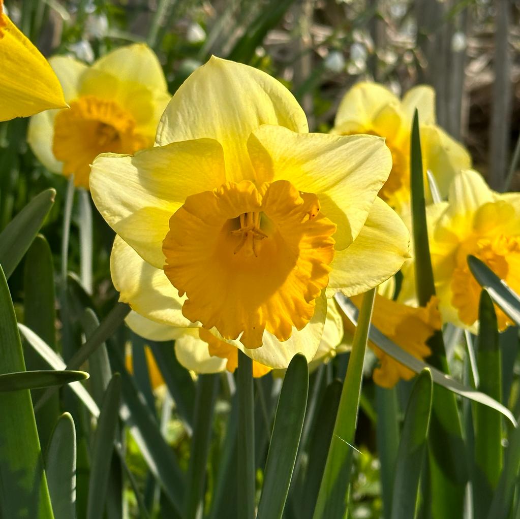 Breath of Spring - Narcissus - Fluwel