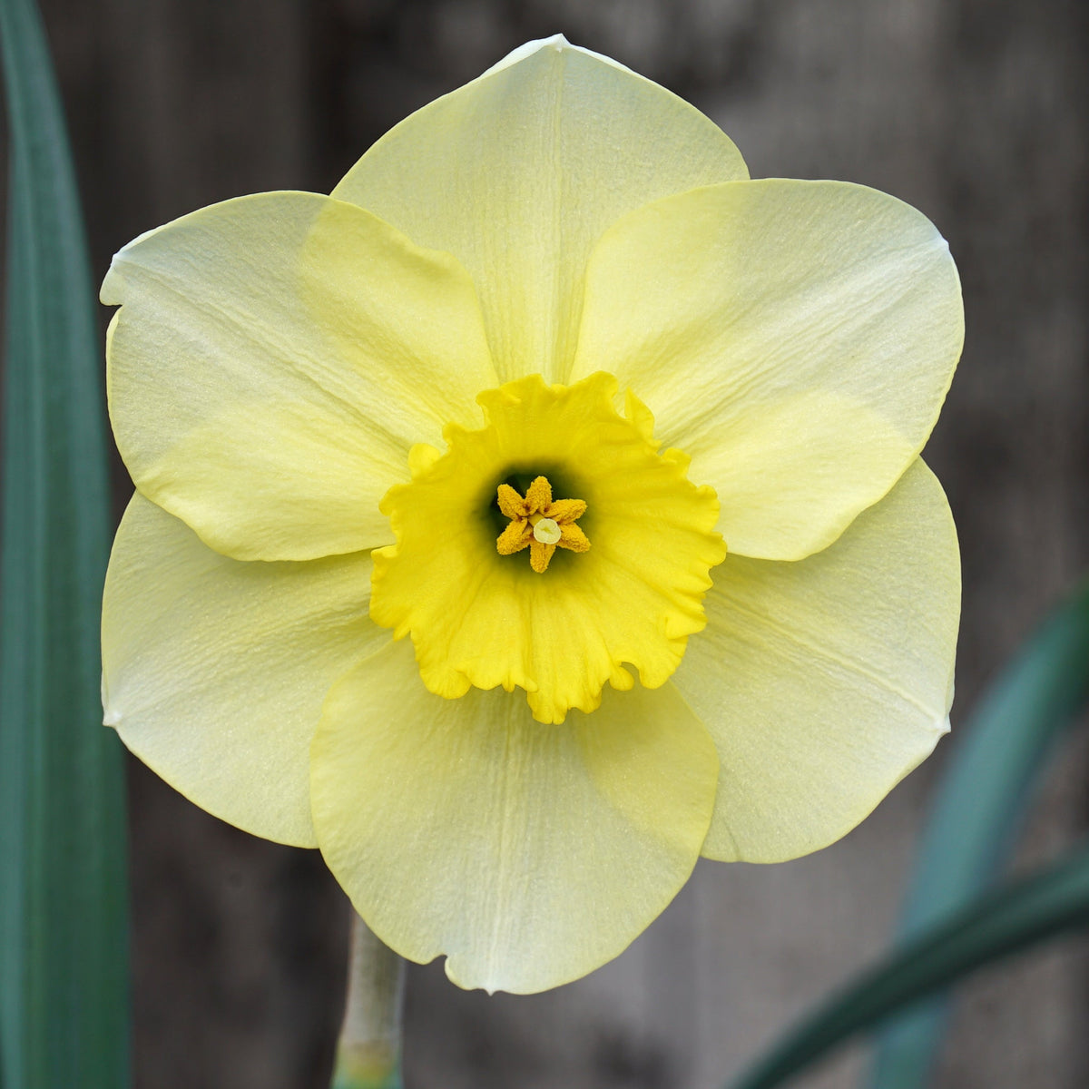 Broadwalk Beauty - gele Large-cupped narcis - Fluwel