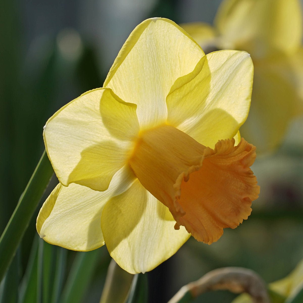 Bronzewing - Special Narcissus - Fluwel