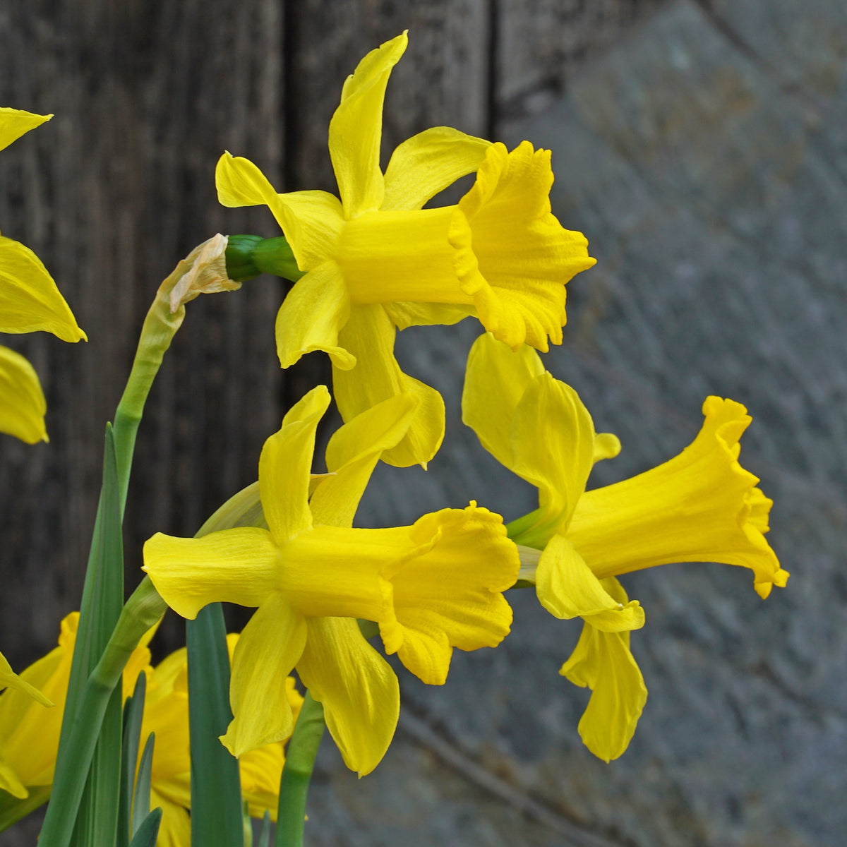 bujei Sierra de Cobra - Special Narcissus - Fluwel