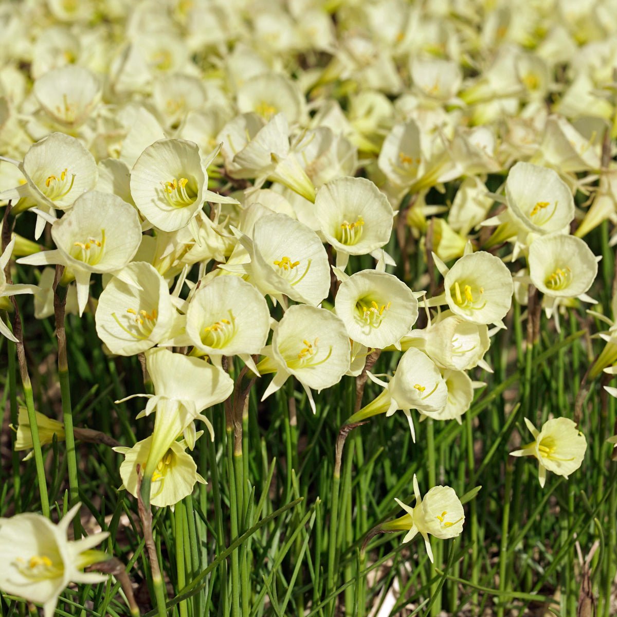 bulbocodium Arctic Bells - Special Narcissus - Fluwel
