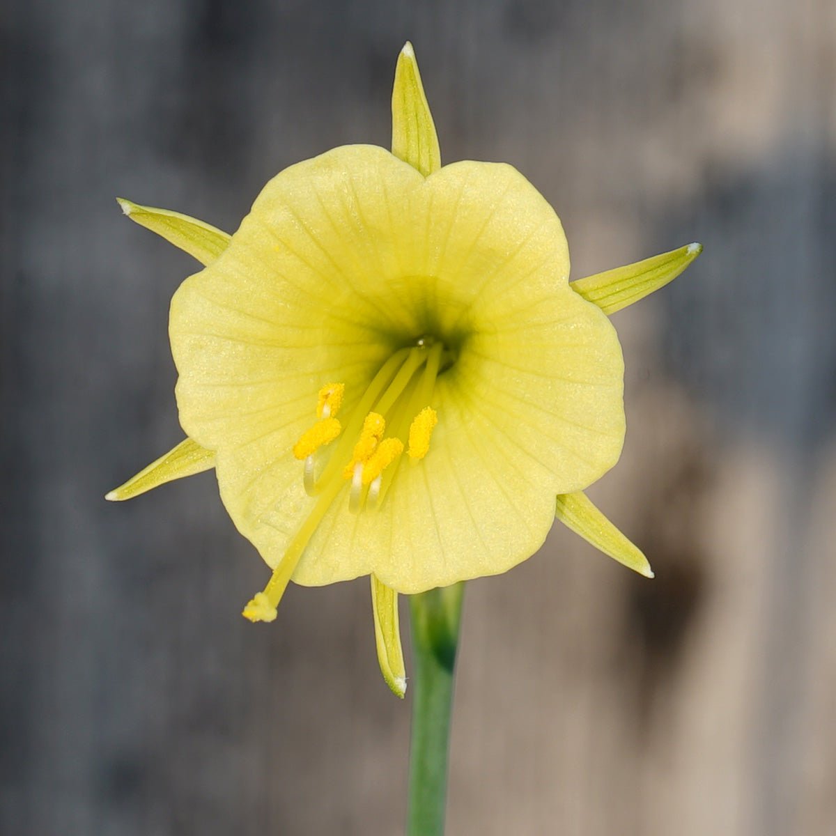 bulbocodium China Jewel - gele Bulbocodium Hoop Petticoat narcis - Fluwel