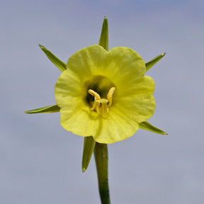 bulbocodium China Jewel - Special Narcissus - Fluwel