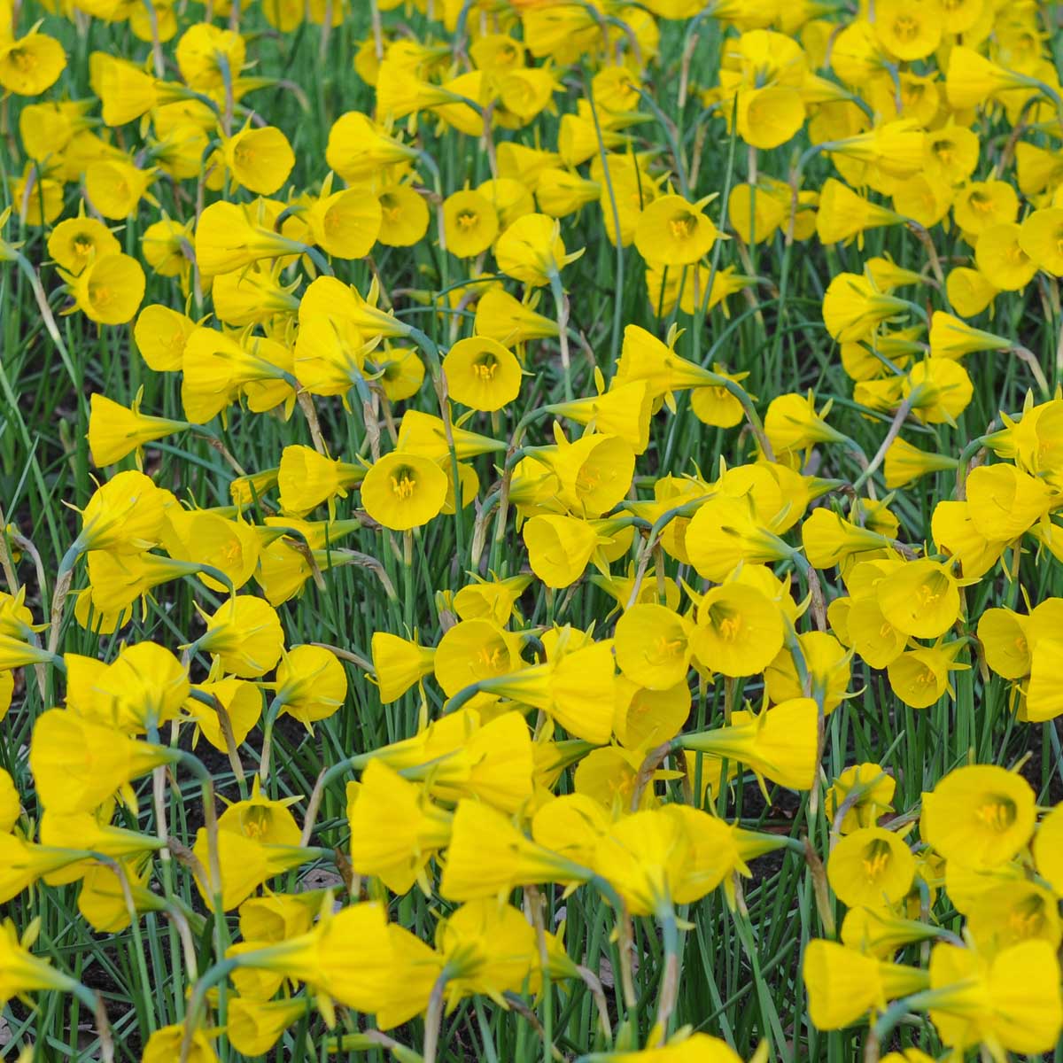 bulbocodium Oxford Gold - gele Bulbocodium Hoop Petticoat narcis - Fluwel