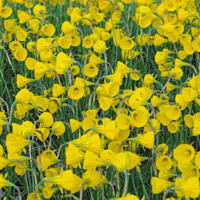 bulbocodium Oxford Gold - Narcissus - Fluwel