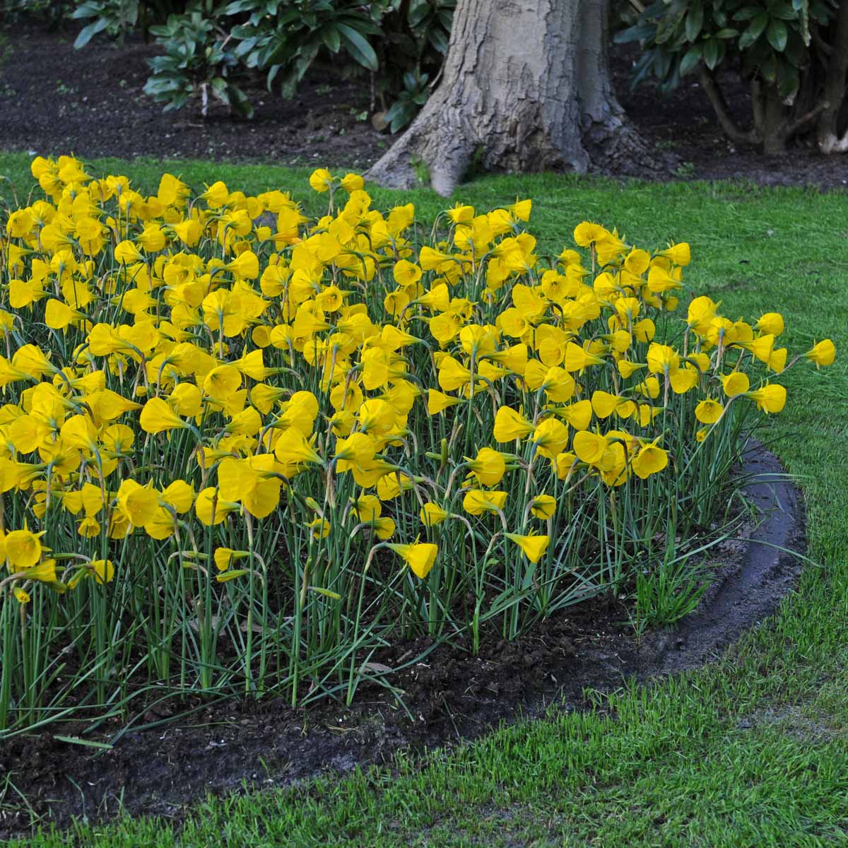 bulbocodium Oxford Gold - gele Bulbocodium Hoop Petticoat narcis - Fluwel