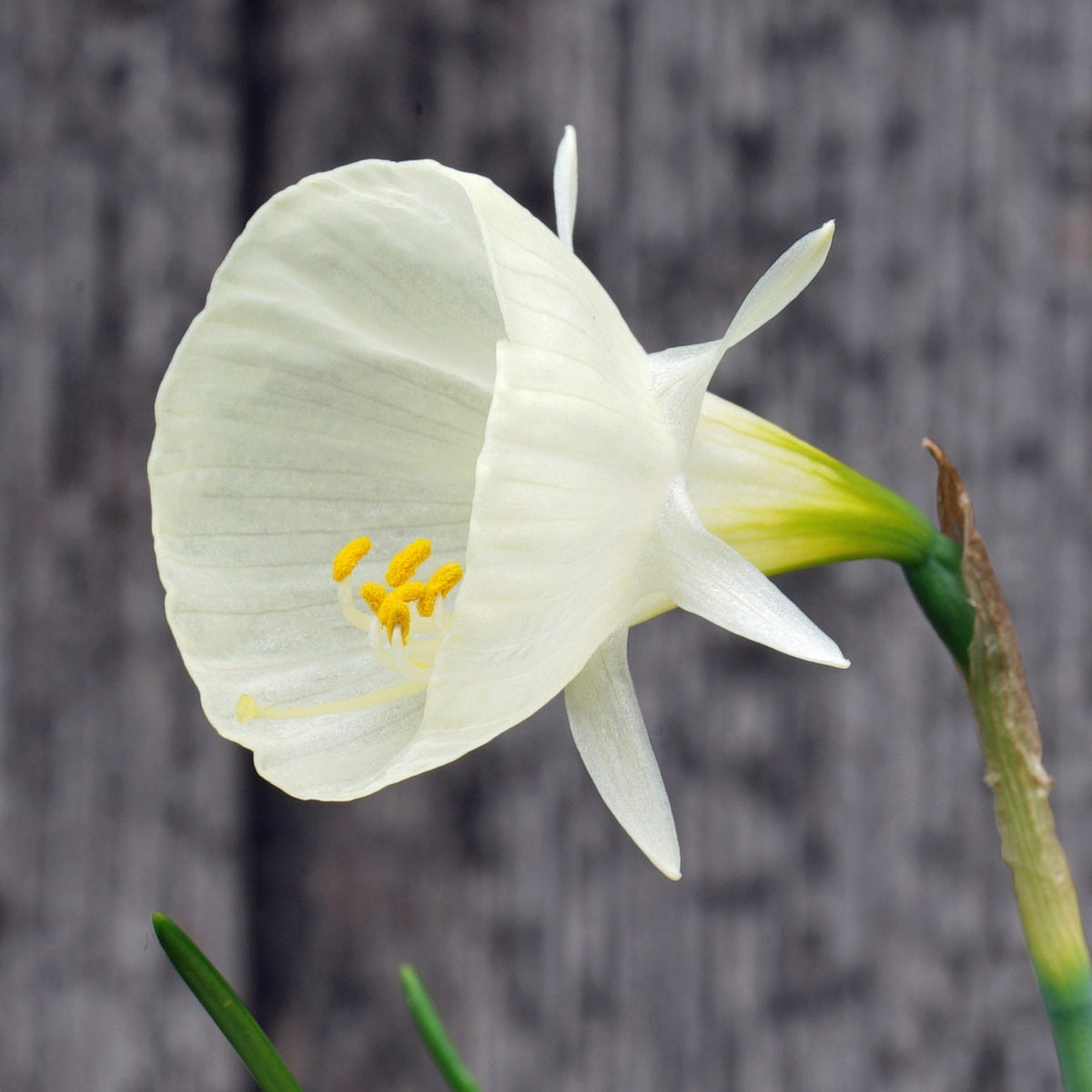 bulbocodium Spoirot - witte Bulbocodium Hoop Petticoat narcis - Fluwel