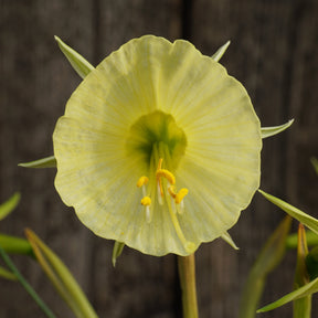 bulbocodium Tiny Tuba - Special Narcissus - Fluwel