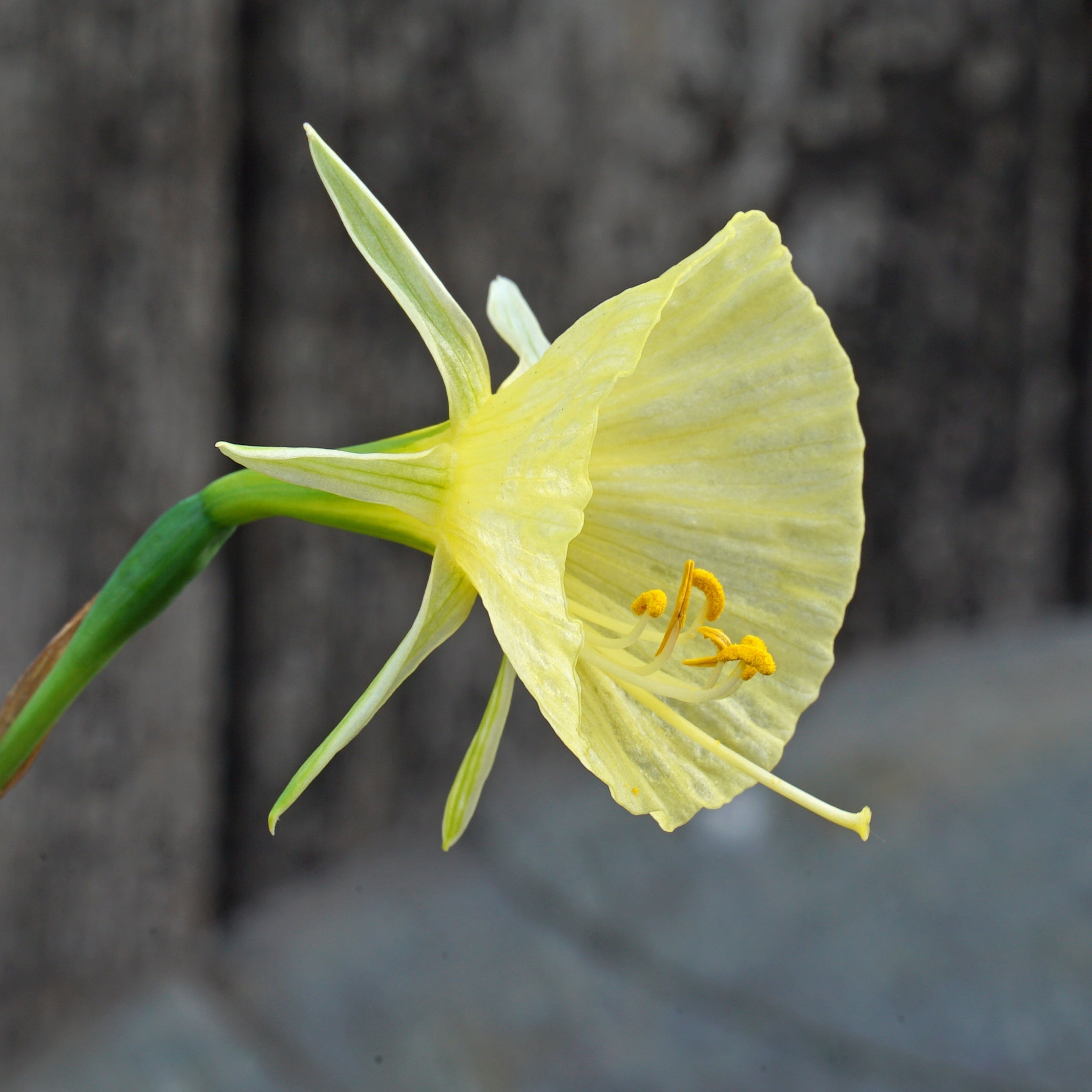 bulbocodium Tiny Tuba - Special Narcissus - Fluwel