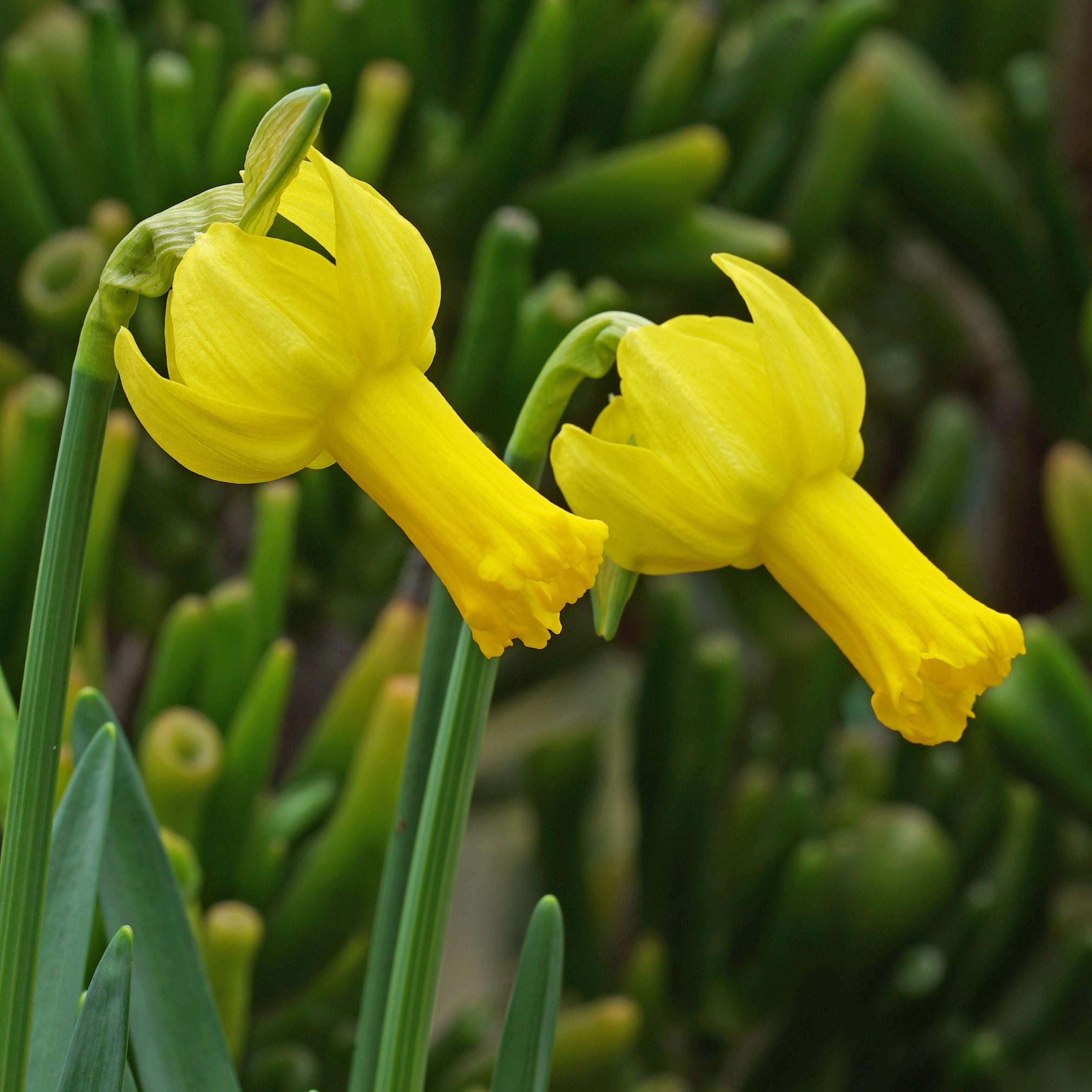 Bunnie Bee - gele Cyclamineus narcis - Fluwel