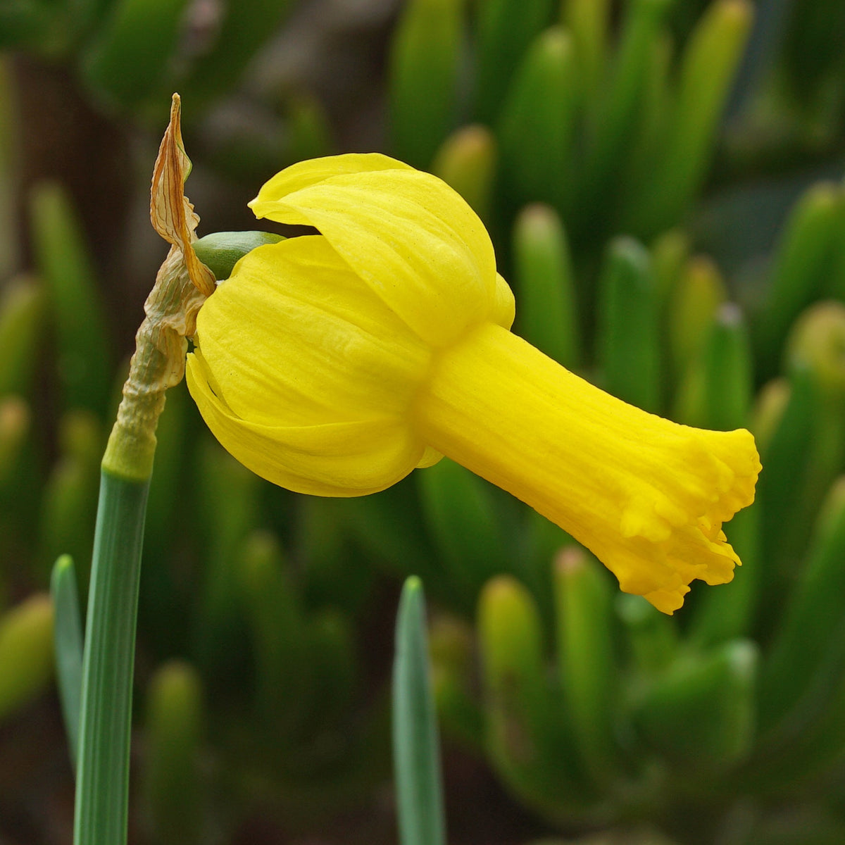 Bunnie Bee - gele Cyclamineus narcis - Fluwel
