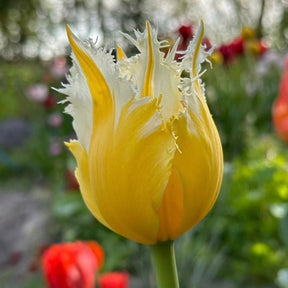 Burning Flame - Tulips - Fluwel