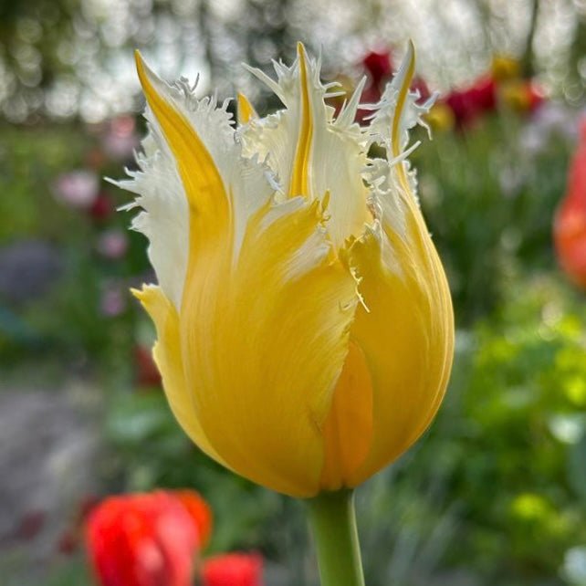 Burning Flame - Tulips - Fluwel