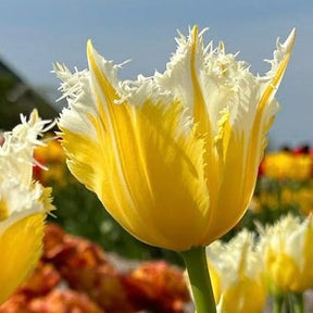 Burning Flame - Tulips - Fluwel