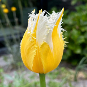 Burning Flame - Tulips - Fluwel