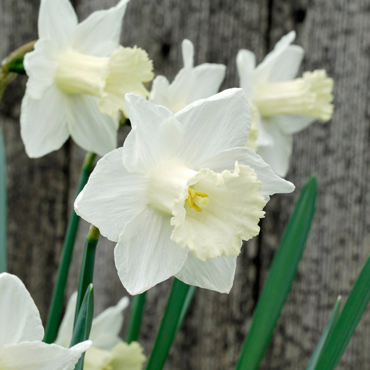 Camborne - Special Narcissus - Fluwel