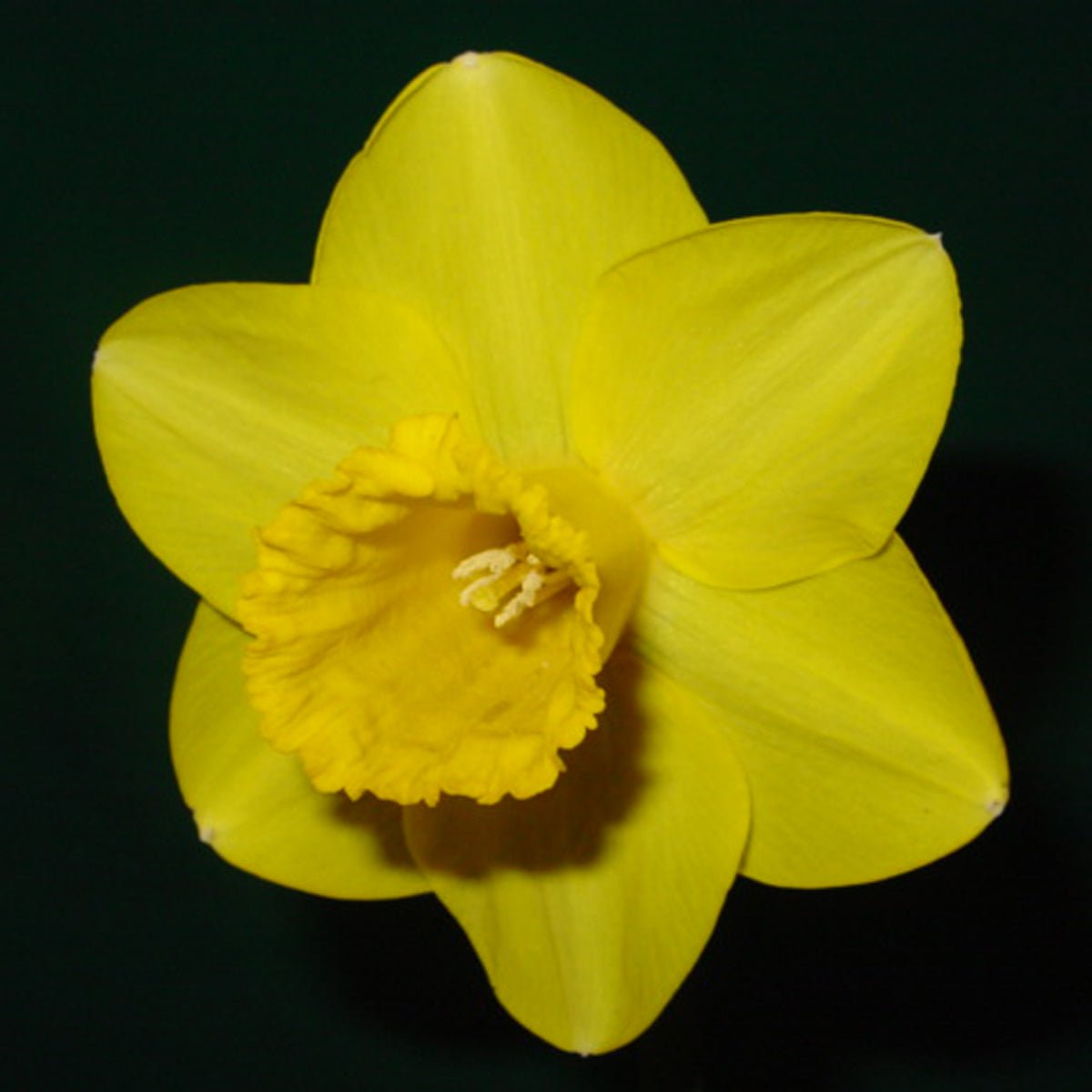 Cameo Gem - gele Trumpet narcis - Fluwel